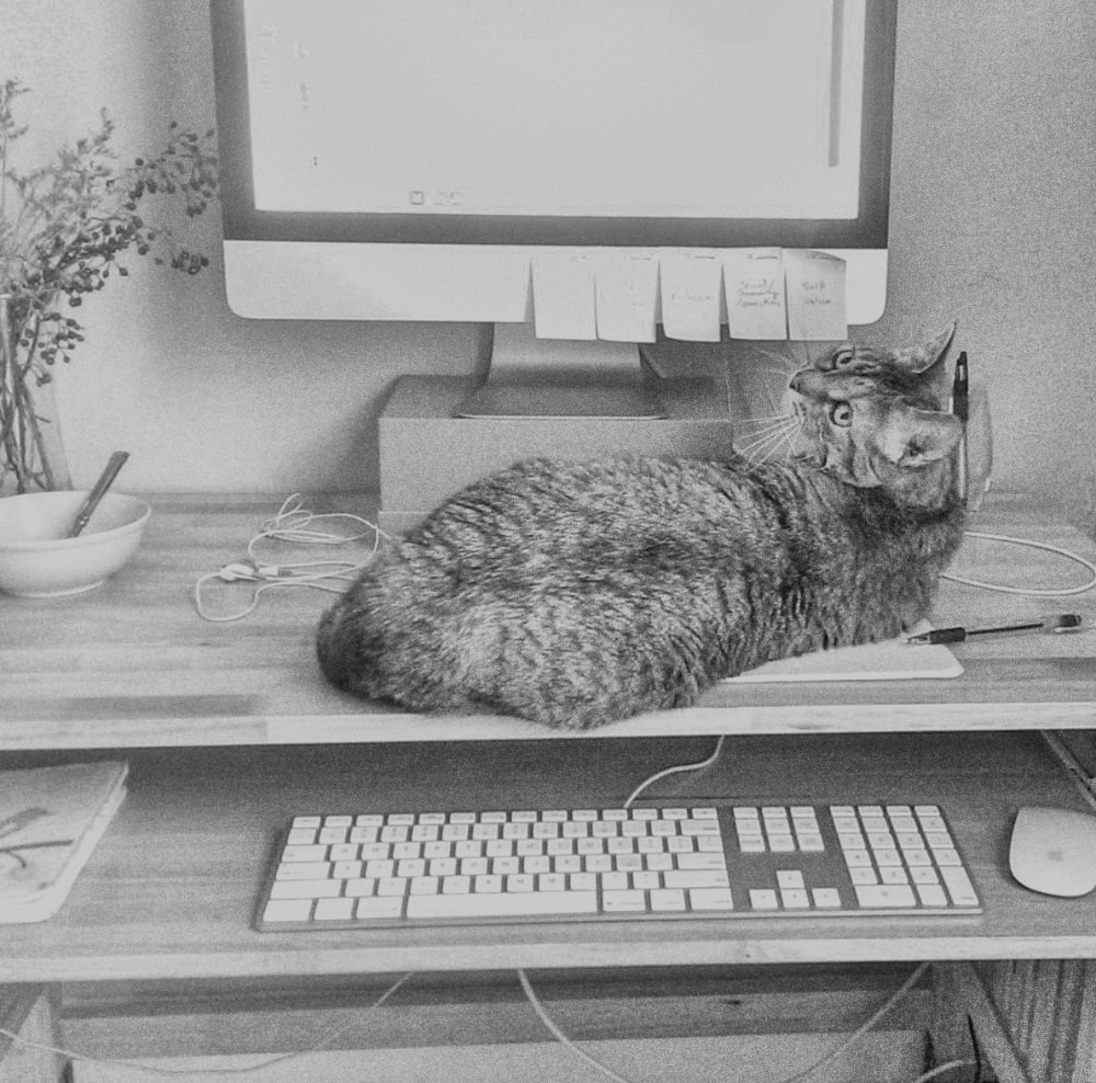 cat on a computer desk.
