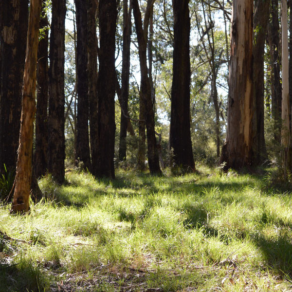 Preview image of Hiking in the Dandenong Ranges