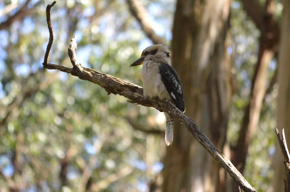Kookaburra on branch