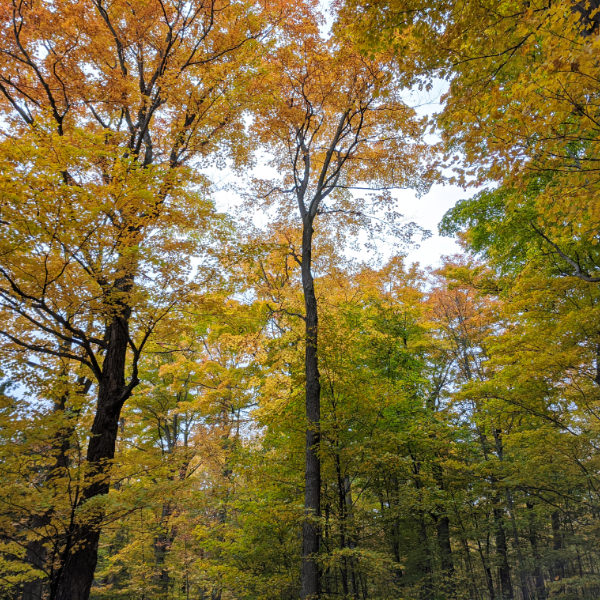 Preview image of Fall Colours at Lemoine Point
