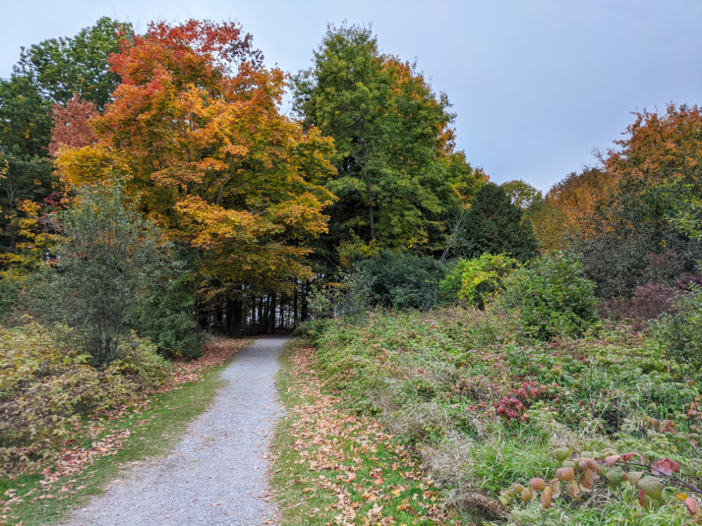 Path through forest