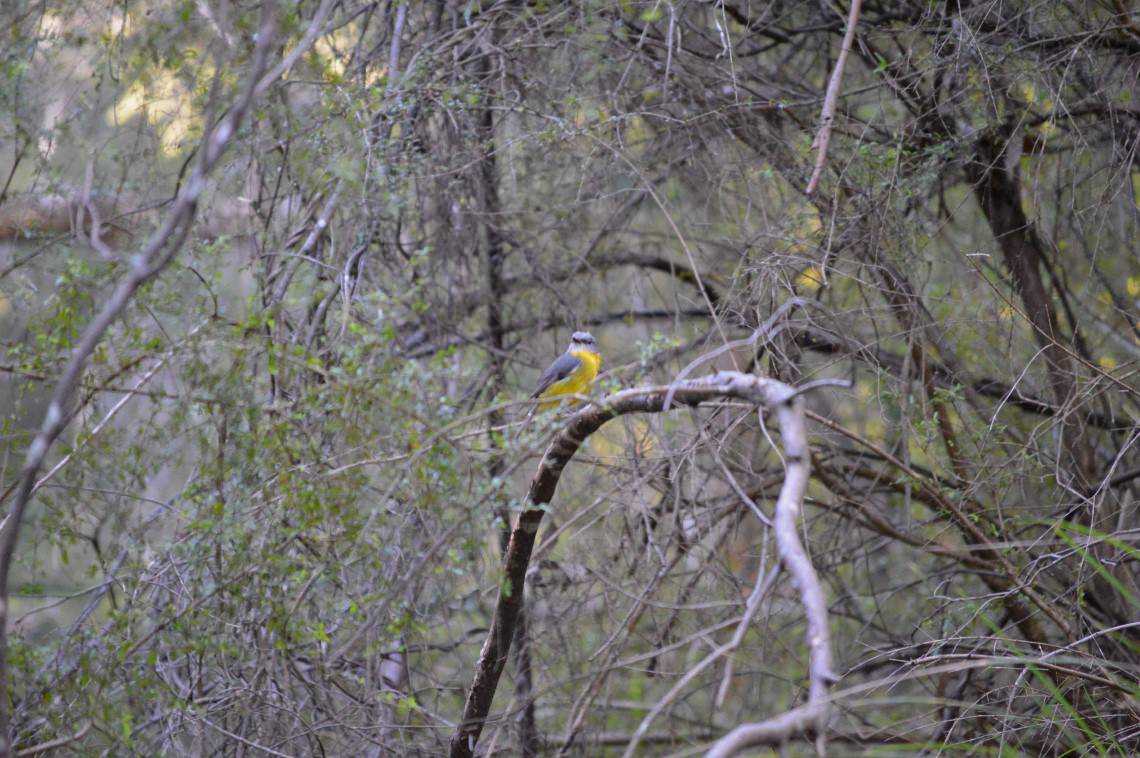 Greygone in bush