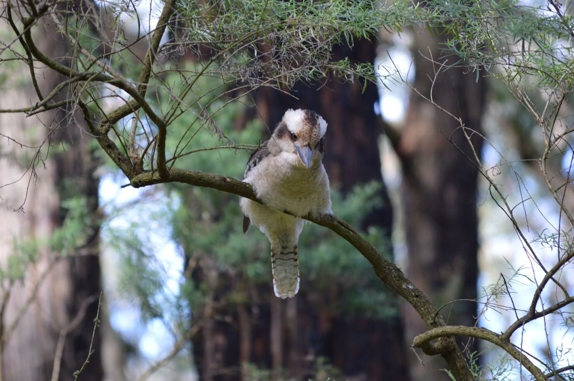 Kookaburra