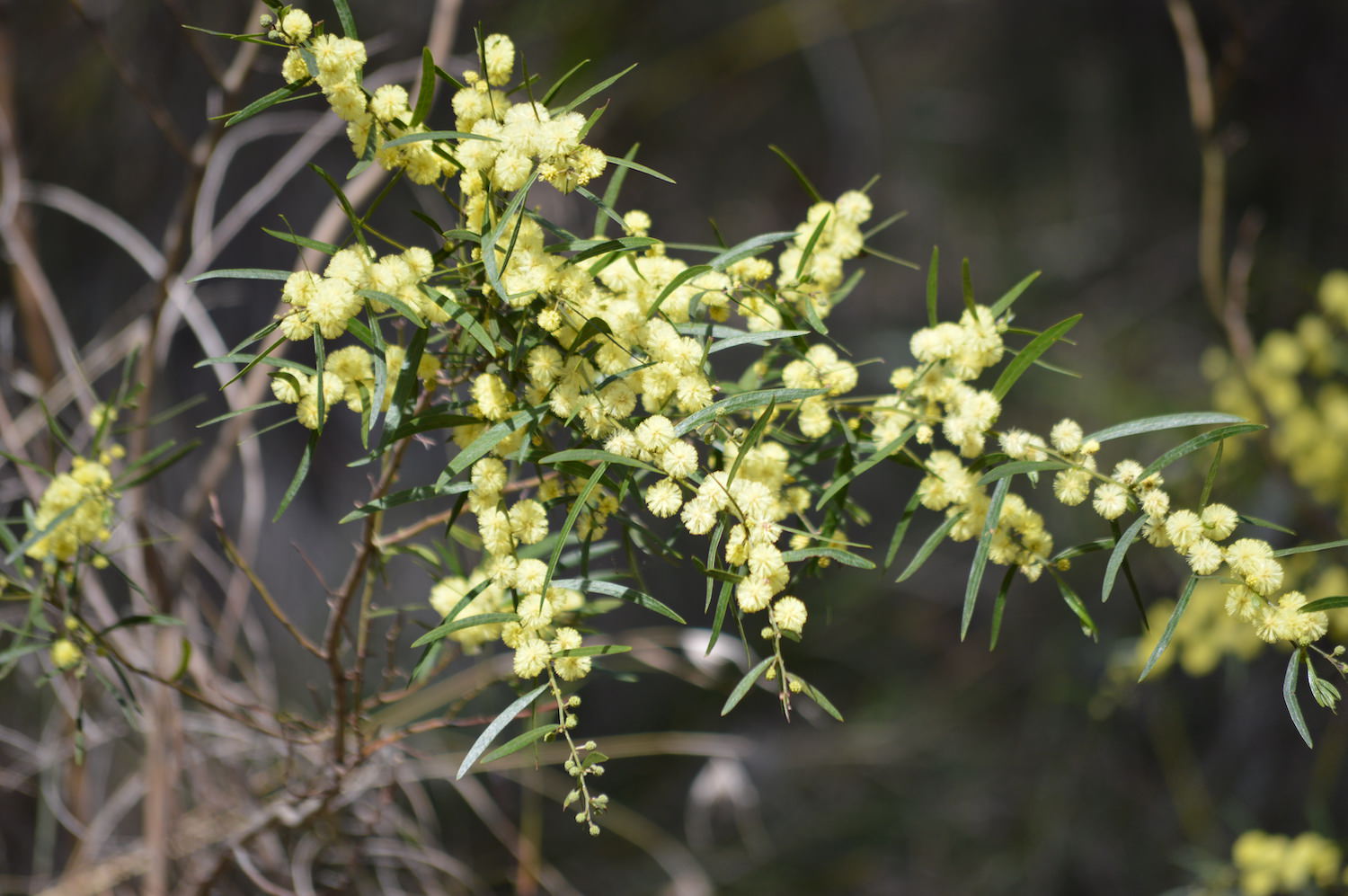 Australian plant