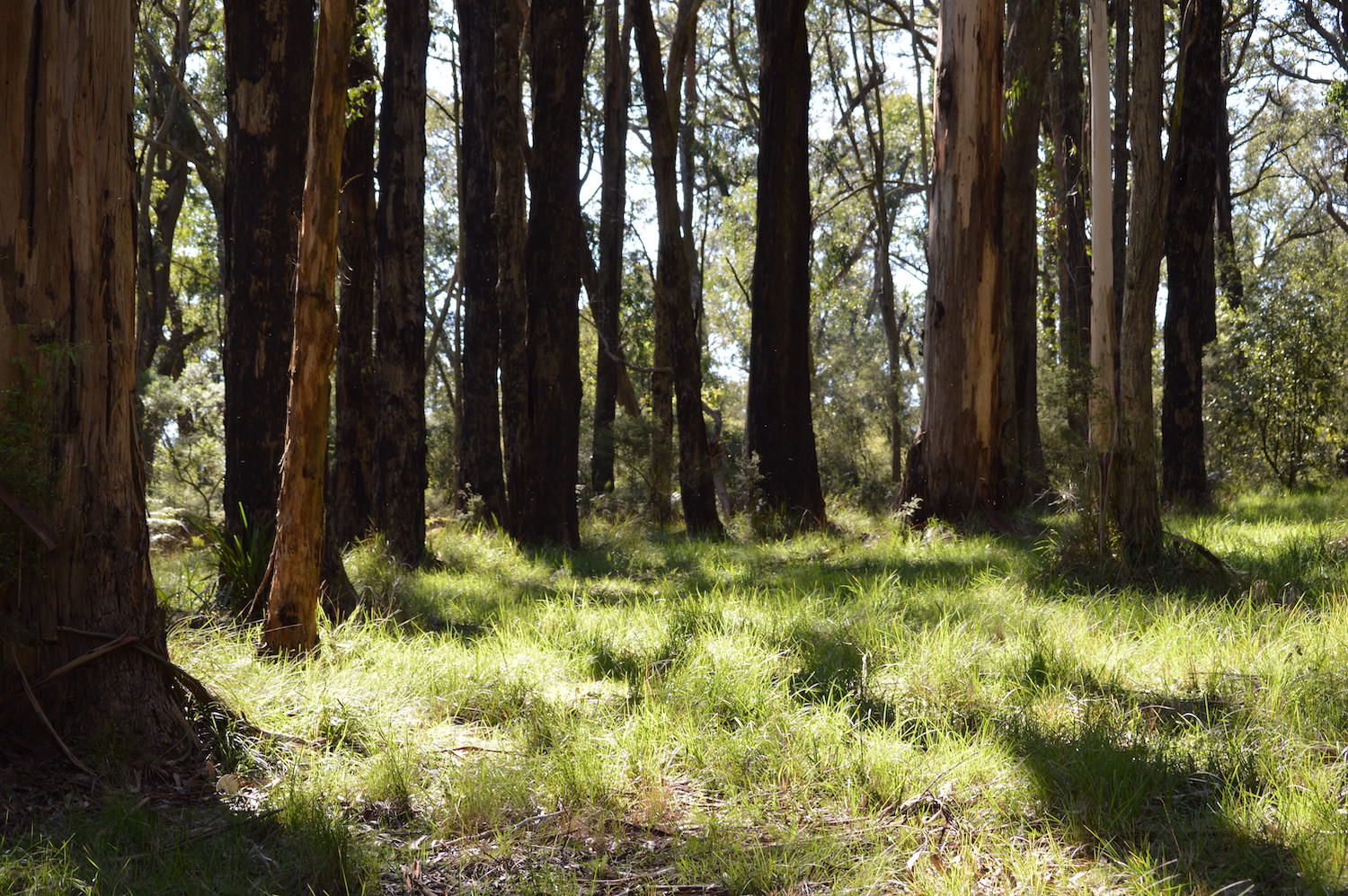 Sunlight on grass in woods