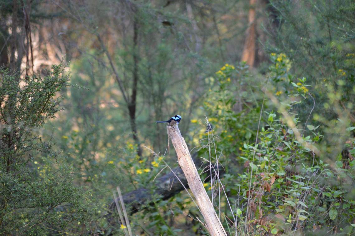 Superb Fairy Wren