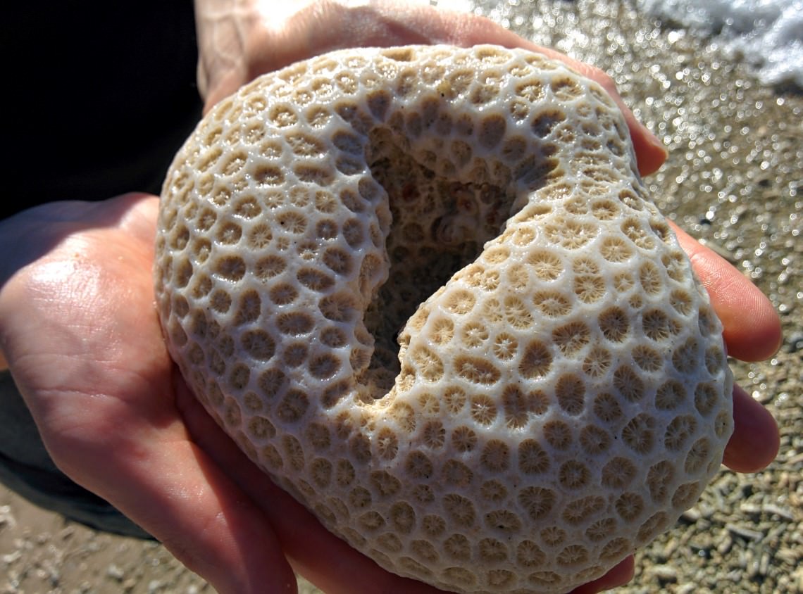 coral close-up