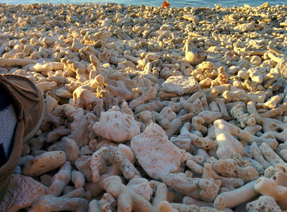 coral on beach