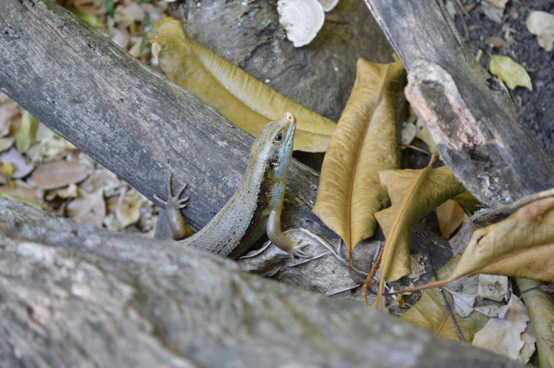 lizzard