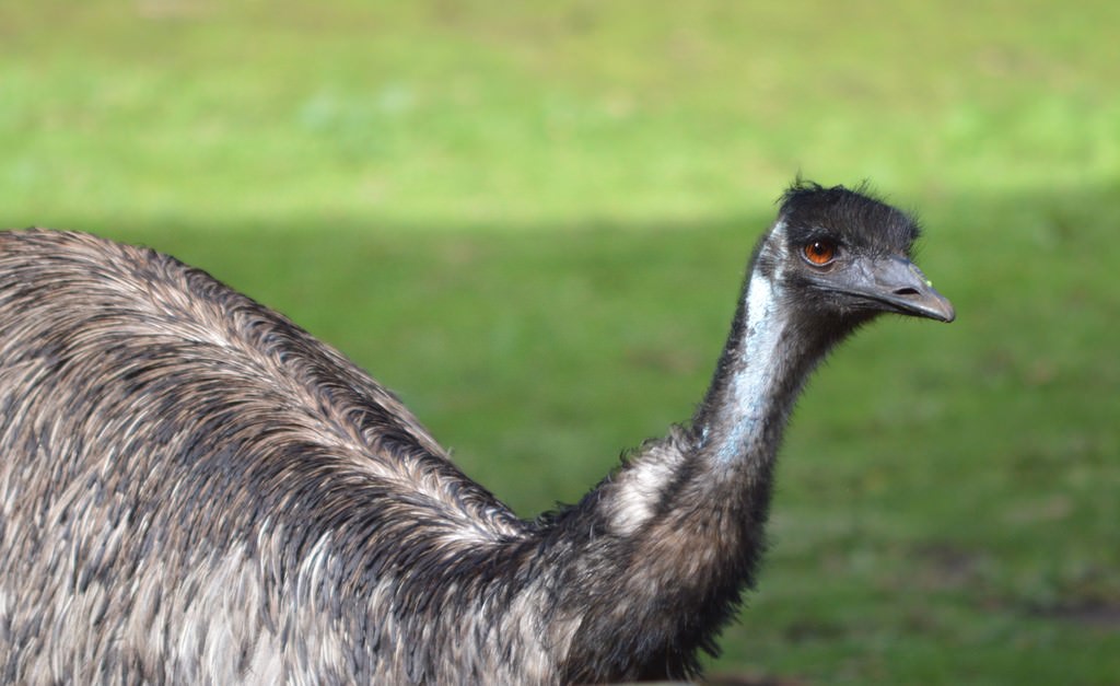 Emu portrait