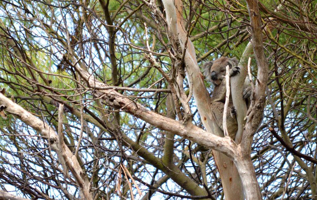 Koala in a tree