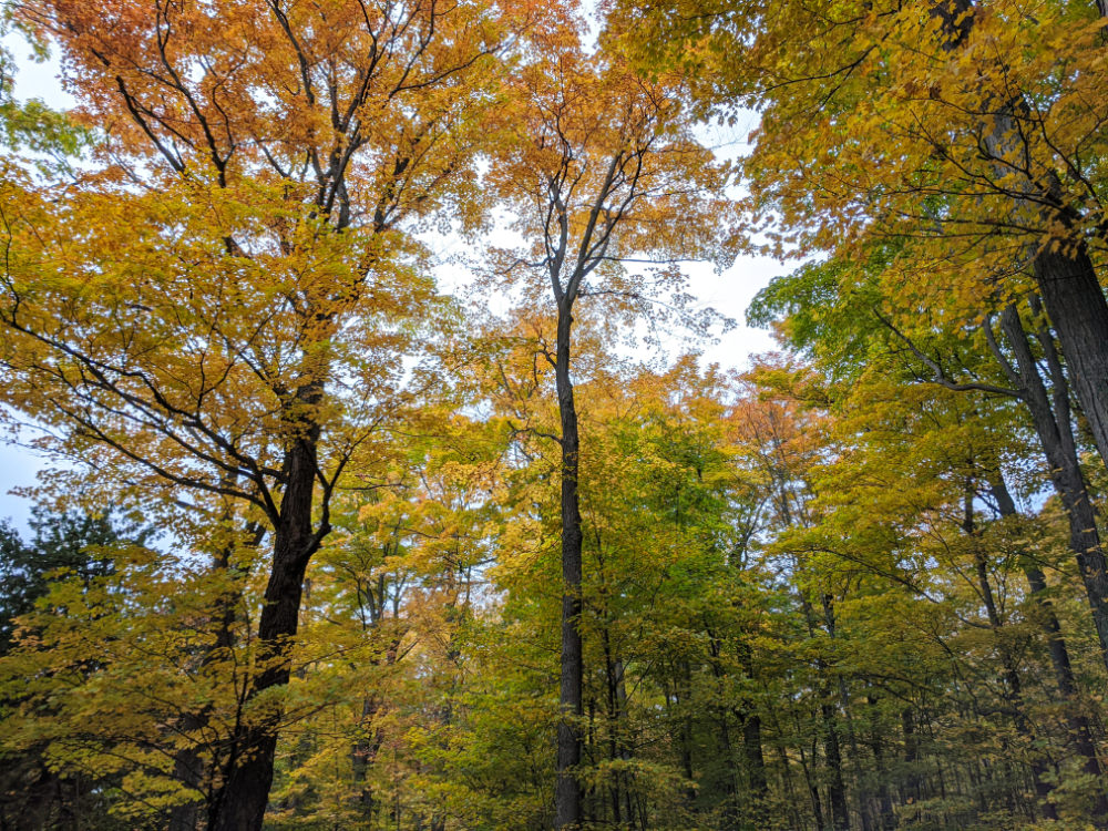 Fall leaves in forest
