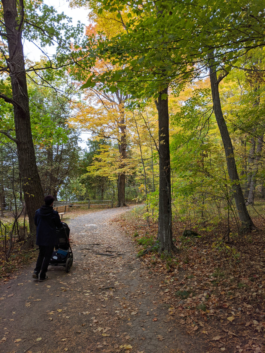 Stroller walking through woods