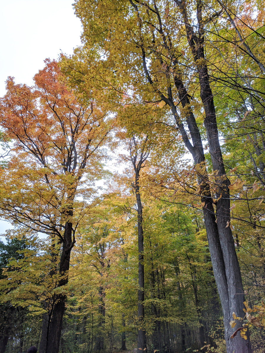 Trees and sky