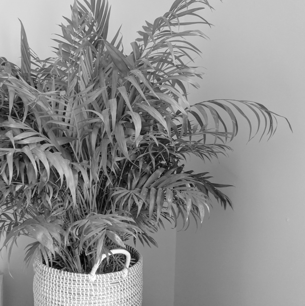 potted tropical plant.