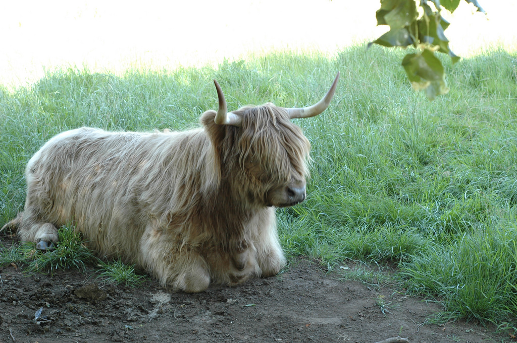 Cow laying down
