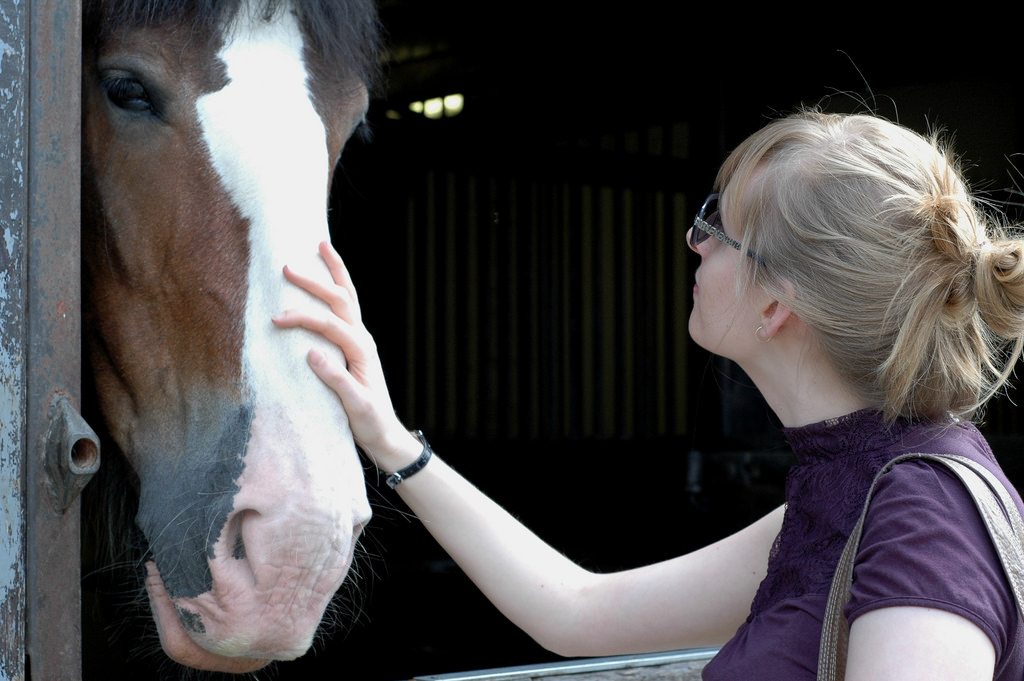 Horse in a barn